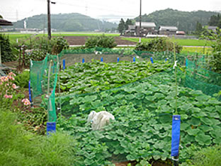 福井県西大味町イノシシ対策事例 写真５